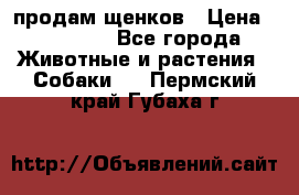 продам щенков › Цена ­ 15 000 - Все города Животные и растения » Собаки   . Пермский край,Губаха г.